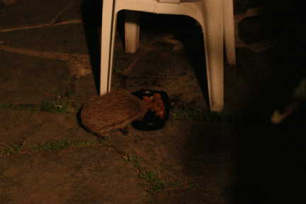 hedgehog2