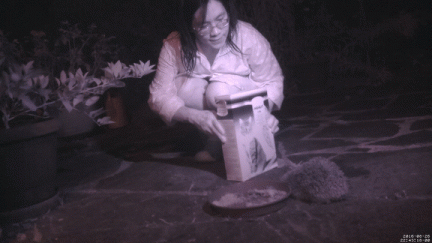 HannaHedgehog1