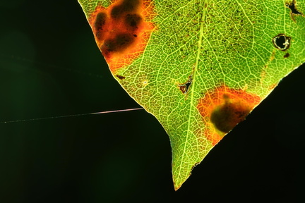 thread_IMG_4947